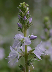 Heath Speedwell