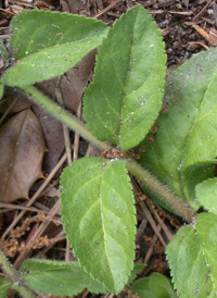 Heath Speedwell