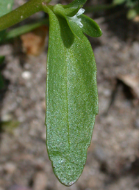 Purslane Speedwell