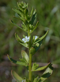 Purslane Speedwell