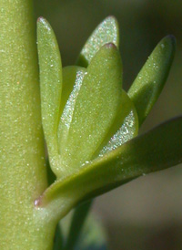 Purslane Speedwell