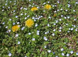 Common Field Speedwell