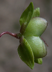 Common Field Speedwell