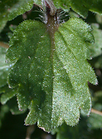 Common Field Speedwell