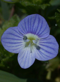 Common Field Speedwell