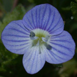 Common Field Speedwell