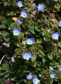 Gray Field Speedwell