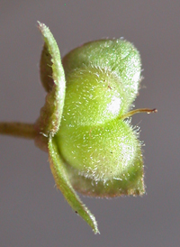 Gray Field Speedwell