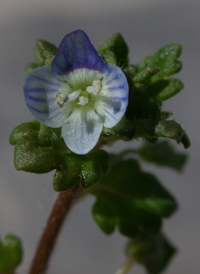 Gray Field Speedwell