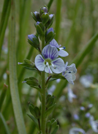 Thyme-leaved Speedwell