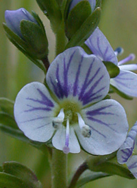 Thyme-leaved Speedwell