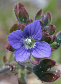 Fingered Speedwell