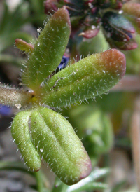 Fingered Speedwell