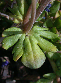 Fingered Speedwell