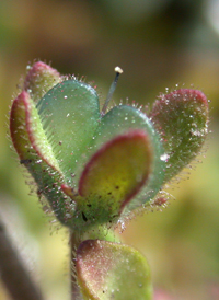 Fingered Speedwell