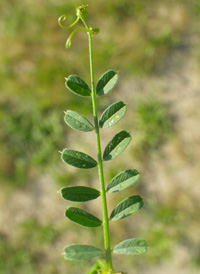 Large Yellow Vetch