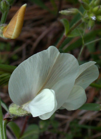 Large Yellow Vetch