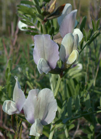 Large Yellow Vetch