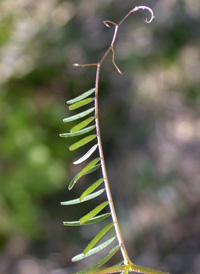 Hairy Tare