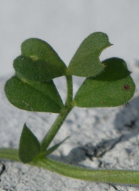 Spring Vetch