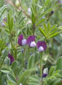 Spring Vetch