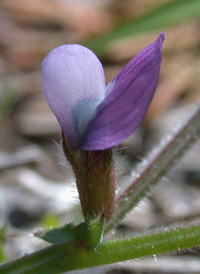 Spring Vetch