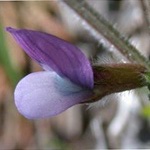 Spring Vetch Spring Vetch