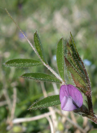 Spring Vetch