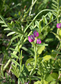 Common Vetch