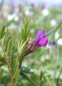 Common Vetch