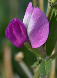 Common Vetch