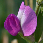 Common Vetch Common Vetch