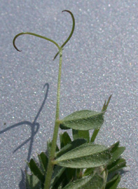 Common Vetch