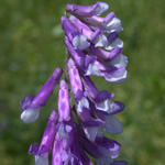 Hairy Vetch