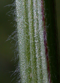 Hairy Vetch