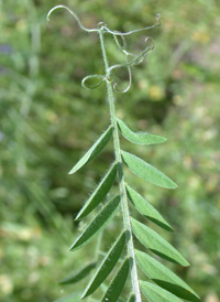 Hairy Vetch