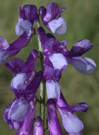 Hairy Vetch