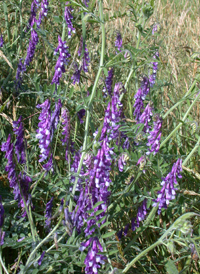 Hairy Vetch