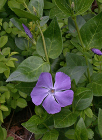 Greater Periwinkle