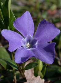 Lesser Periwinkle