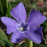 Lesser Periwinkle Lesser Periwinkle