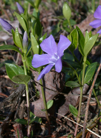 Lesser Periwinkle