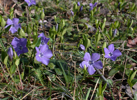 Lesser Periwinkle