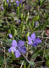 Lesser Periwinkle