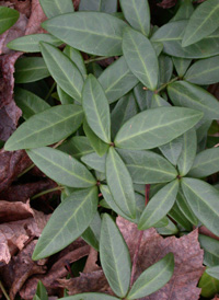 Lesser Periwinkle