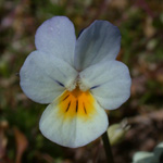 European Field Pansy European Field Pansy