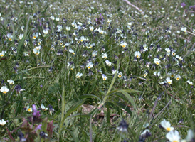 European Field Pansy