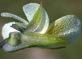 European Field Pansy