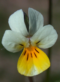 European Field Pansy