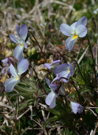 American Field Pansy